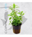 Hygrophila polysperma | Maceta de 5cm