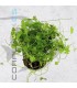 Hydrocotyle tripartita | Maceta de 5cm
