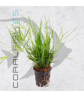 Juncus repens | Maceta de 5 cm