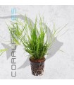 Juncus repens | Maceta de 5 cm