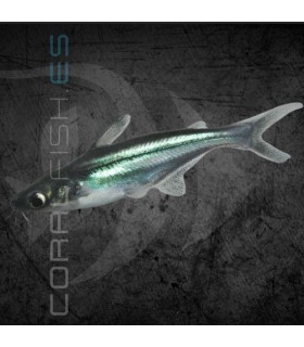 Pangasius Tiburón Malayo 5-6 cm | Pangasius sutchi