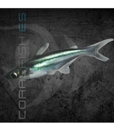 Pangasius Tiburón Malayo 5-6 cm | Pangasius sutchi
