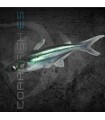 Pangasius Tiburón Malayo 5-6 cm | Pangasius sutchi