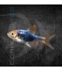 Rasbora Arlequín Negro 2-3 cm | Trigonostigma heteromorpha