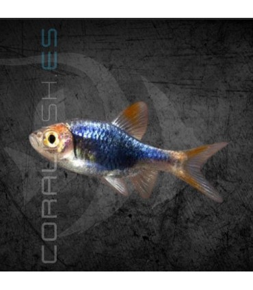 Rasbora Arlequín Negro 2-3 cm | Trigonostigma heteromorpha
