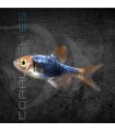 Rasbora Arlequín Negro 2-3 cm | Trigonostigma heteromorpha