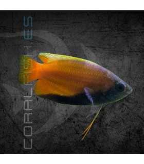 Colisa Chuna Miel 3-4 cm | Trichogaster chuna