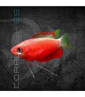 Colisa Chuna Roja 4-5 cm | Trichogaster chuna