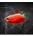 Colisa Chuna Roja 4-5 cm | Trichogaster chuna