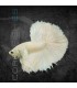 Betta Media Luna Blanco Pareja | Betta splendens