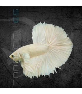Betta Media Luna Blanco Pareja | Betta splendens