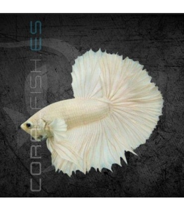 Betta Media Luna Blanco Pareja | Betta splendens
