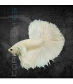 Betta Media Luna Blanco Pareja | Betta splendens
