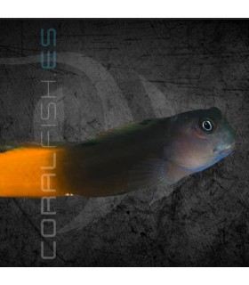 Ecsenius bicolor M | Blénido Bicolor
