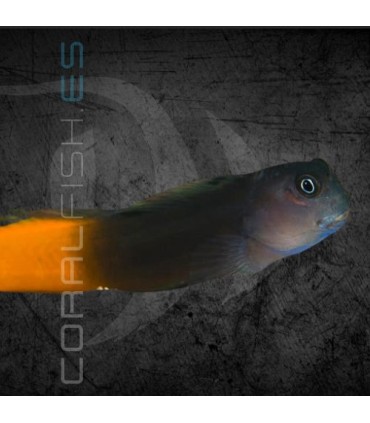 Ecsenius bicolor M | Blénido Bicolor