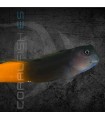 Ecsenius bicolor M | Blénido Bicolor