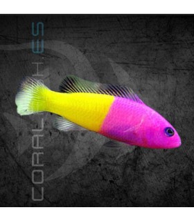 Pictichromis paccagnellae M | Falso Gramma