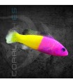 Pictichromis paccagnellae M | Falso Gramma