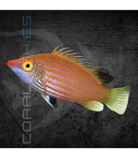 Pseudocheiliniops ataenia M | Lábrido de Bandas