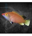 Pseudocheiliniops ataenia M | Lábrido de Bandas