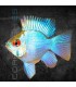 Ramirezi Azul Eléctrico Balón M | Microgeophagus ramirezi