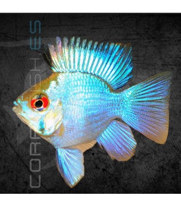 Ramirezi Azul Eléctrico Balón M | Microgeophagus ramirezi