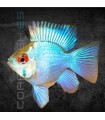 Ramirezi Azul Eléctrico Balón M | Microgeophagus ramirezi