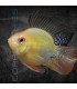 Ramirezi Oro Balón L | Microgeophagus ramirezi
