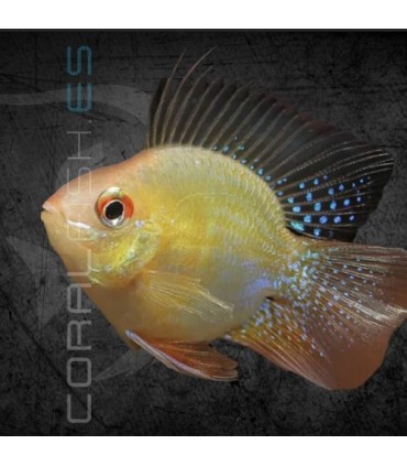 Ramirezi Oro Balón L | Microgeophagus ramirezi