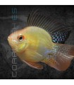 Ramirezi Oro Balón L | Microgeophagus ramirezi