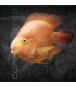 Cíclido Loro Rosa Grado A 5-7 cm | Cichlasoma Syspillum x