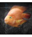 Cíclido Loro Rosa Grado A 5-7 cm | Cichlasoma Syspillum x Citrinellum