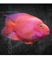 Cíclido Loro Púrpura Grado A 5-7 cm | Cichlasoma Syspillum x Citrinellum