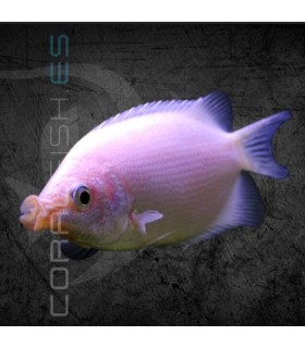 Gourami Besucón 4-6 cm | Helostoma temminckii