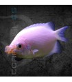 Gourami Besucón 4-6 cm | Helostoma temminckii