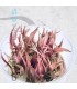 Cryptocoryne flamingo | In Vitro