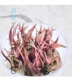 Cryptocoryne flamingo | In Vitro