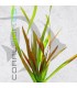 Vallisneria spiralis Red| Maceta de 5 cm