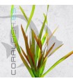 Vallisneria spiralis Red| Maceta de 5 cm