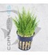 Eleocharis acicularis | Maceta de 5 cm