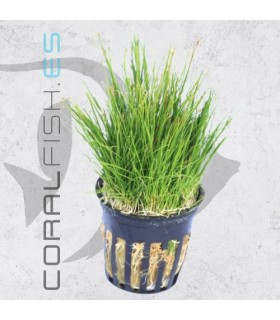Eleocharis acicularis | Maceta de 5 cm