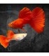 Guppy Full Red Albino 3 cm | Poecilia reticulata