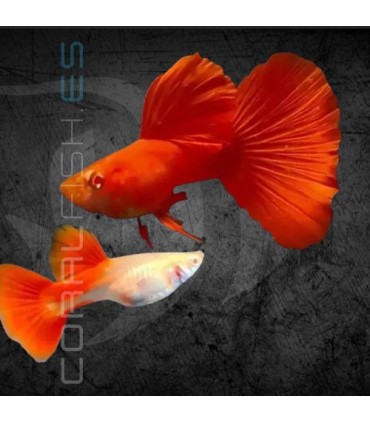Guppy Full Red Albino 3 cm | Poecilia reticulata