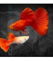 Guppy Full Red Albino 3 cm | Poecilia reticulata
