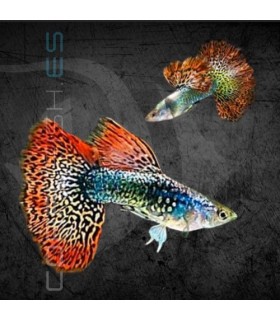 Guppy Macho Dumbo Red Dragon 2.5-3.5 cm | Poecilia reticulata
