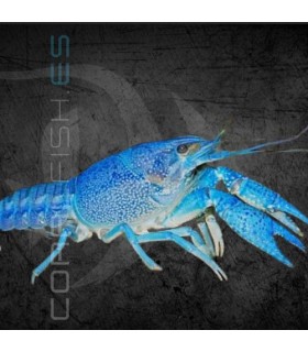 Langosta Azul Eléctrico 5 cm| Procambarus alleni