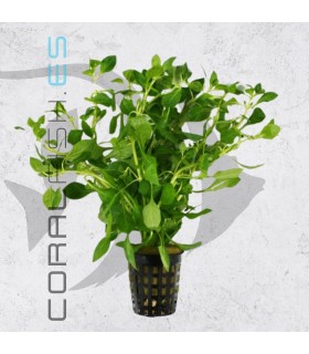 Ludwigia palustris Green | Maceta de 5 cm