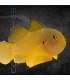 Gobiodon citrinus M | Gobio Azafrán