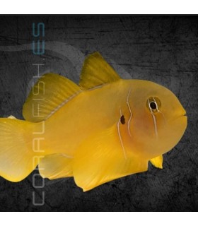 Gobiodon citrinus M | Gobio Azafrán
