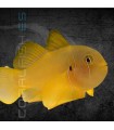 Gobiodon citrinus M | Gobio Azafrán
